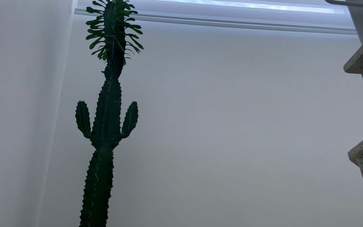 Casa em condomínio – Córrego Grande — foto 6
