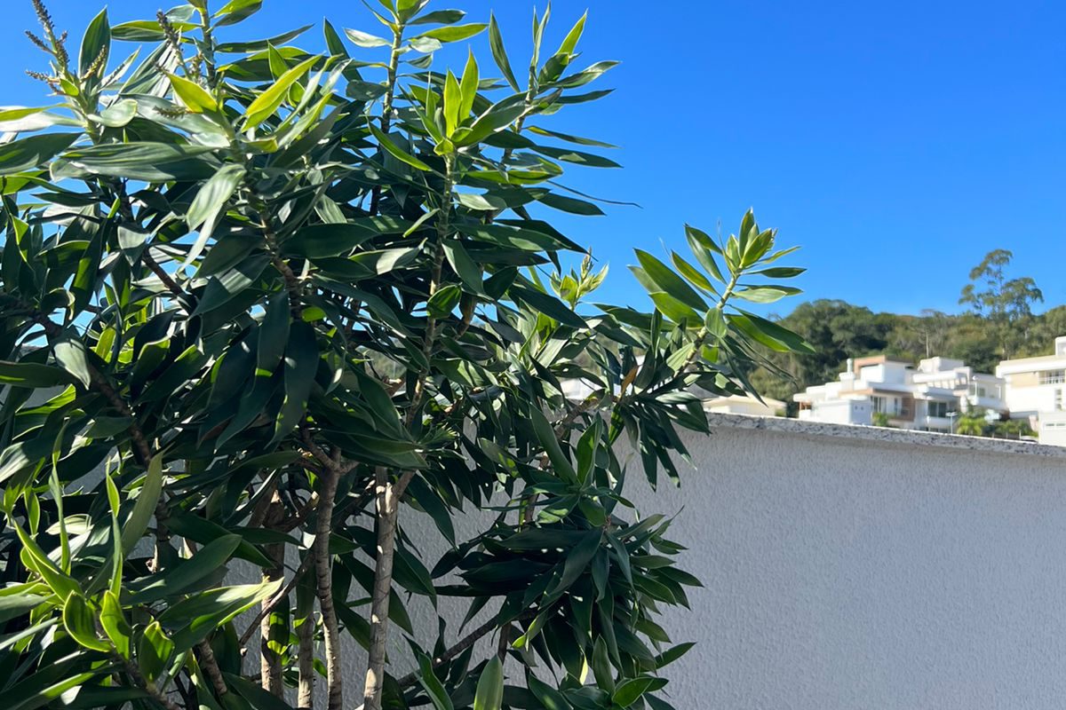 Studio no Pantanal, próximo à UFSC — foto 3