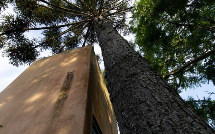 Casa no Campeche com 3 dormitórios — foto 11