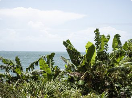 Região Sul